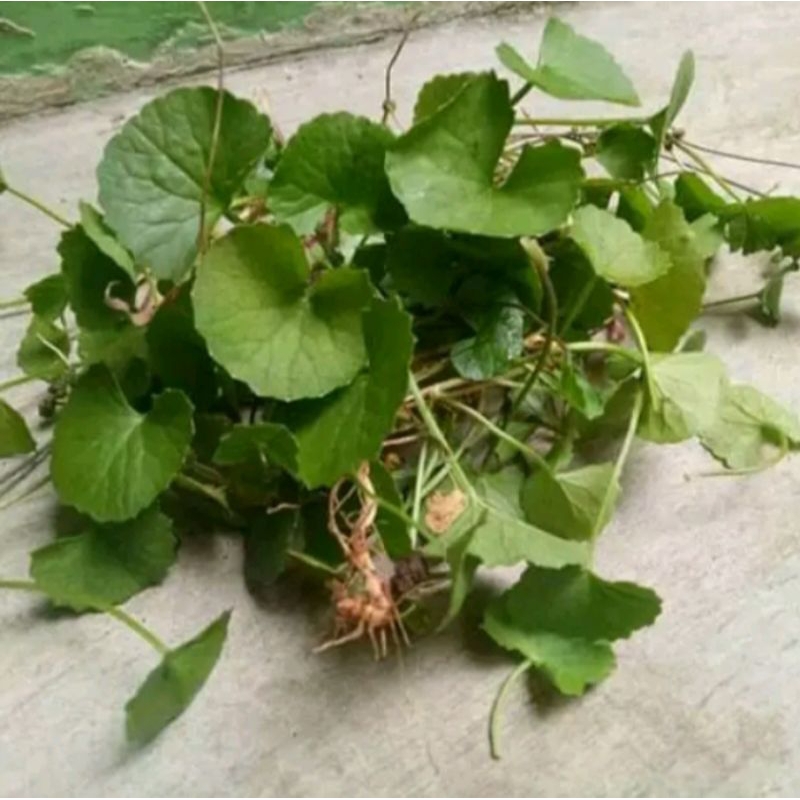 

daun pegangan 500g