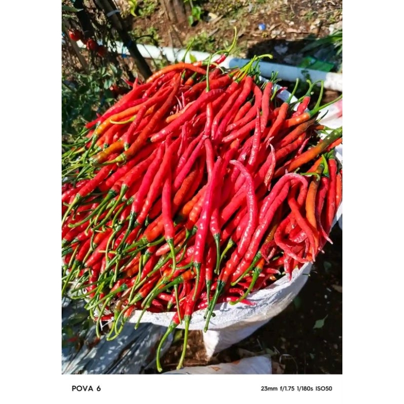 

cabe kriting brkualitas Garut 500grm