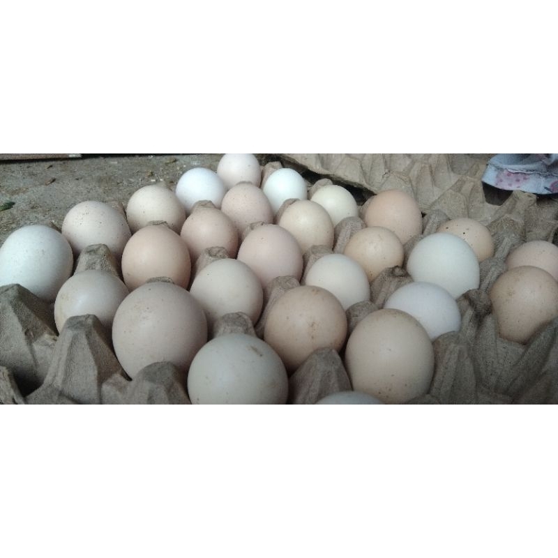 

Telur Ayam kampung asli telur fertil pilihan untuk tetas