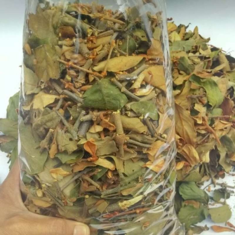 

Benalu kopi kering benalu pohon kopi kering organik