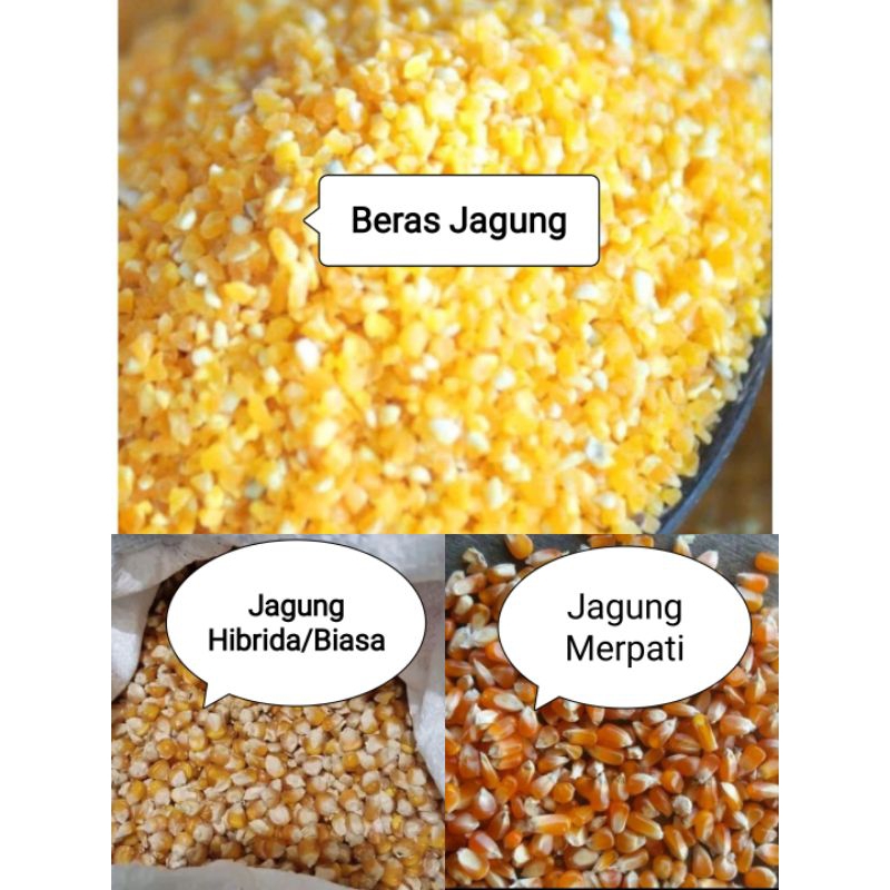 Aneka Jagung, Jagung Kristal, Jagung Pipil Kering/Hibrida/Biasa, Beras Jagung kemasan 500 gram