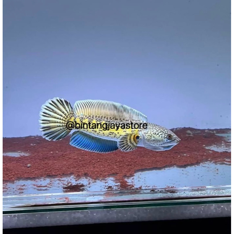 Auranti cb baby ukur 3-4cm / bonus pakan