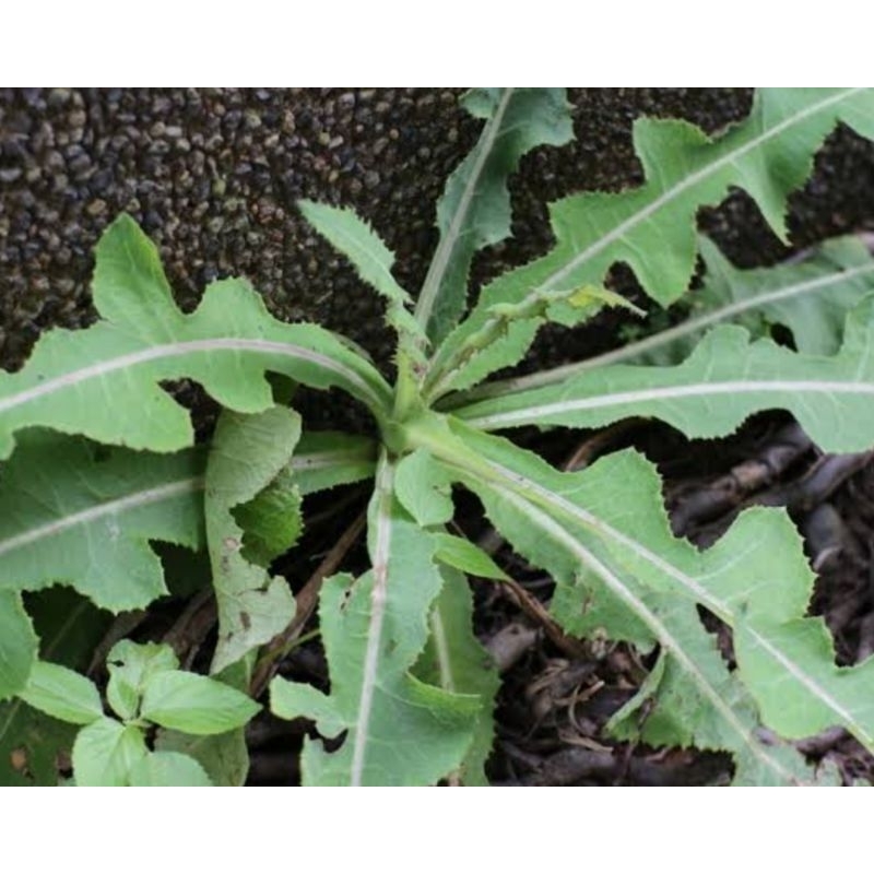 

Daun tempuyung segar petik langsung 500 gram-az