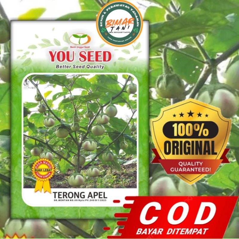 Terong Apel You Seed