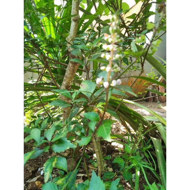 

Daun Kumis Kucing- segar