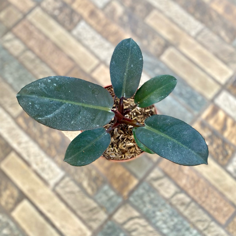 pillow Black Cardinal