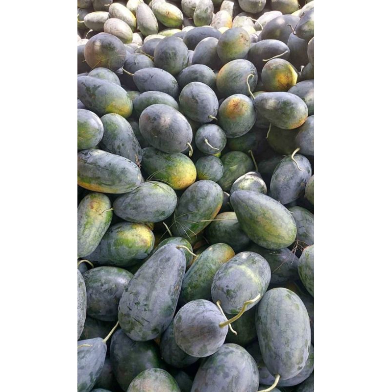 

Semangka 10rb Segar Murah Sehat Penambah Imun