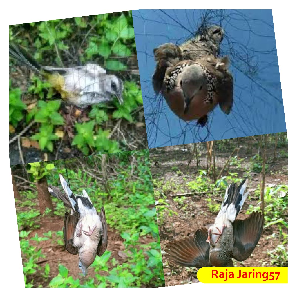 jaring burung perkutut/kutilang/jaring burung siap pasang
