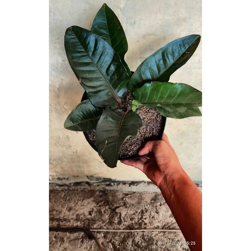 anturium black mamba