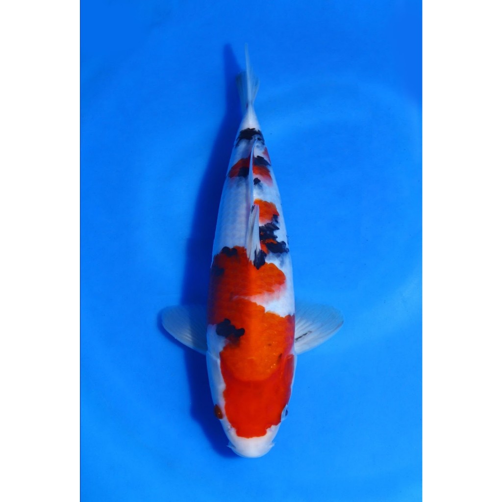 Koi Import Showa Isa Koi Farm 30 cm - Tropikal Koi