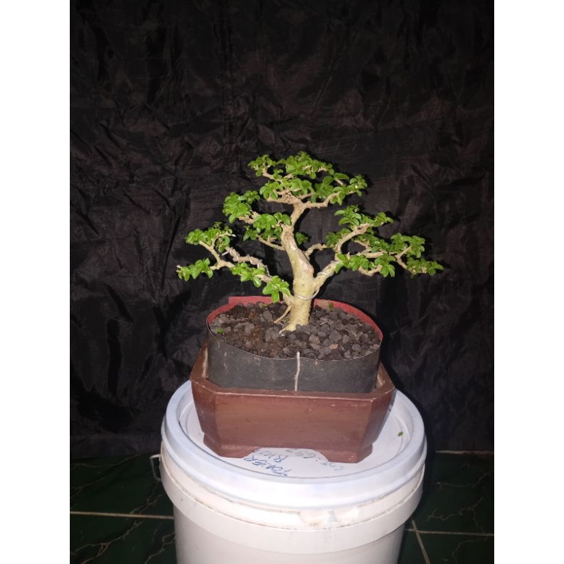 tanaman bonsai sisir/kaliage mame