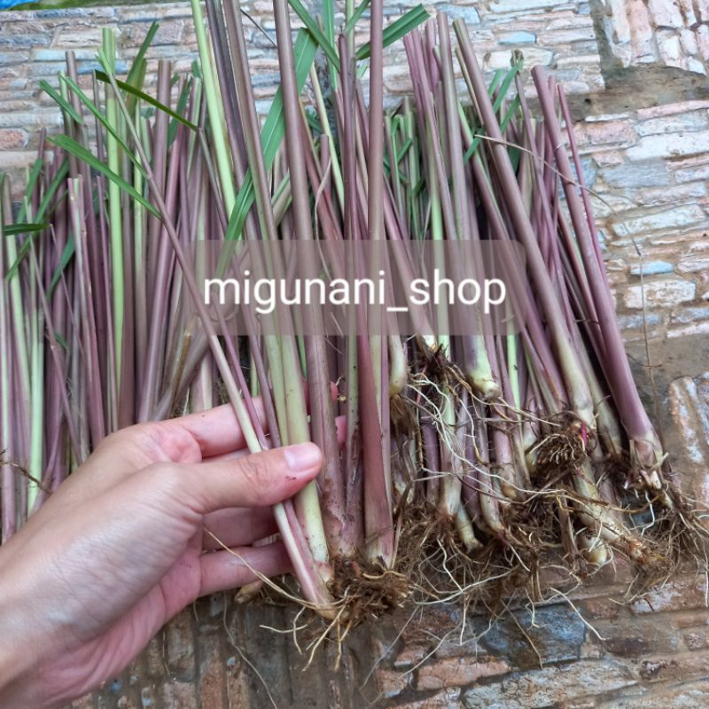 

sereh merah/sereh wangi/bibit sereh/sereh wulung 1 kg sama akar fresh organik herbal