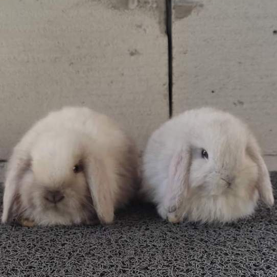 Sepasang Anakan Kelinci Rabbit Bunny  Hias Mini Hollandlop