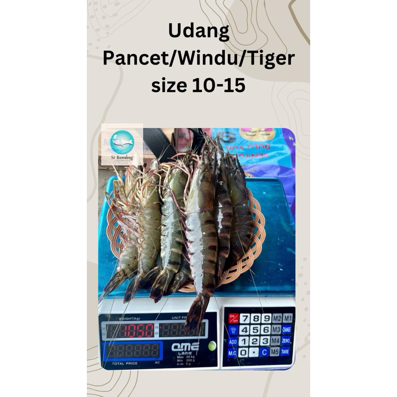 

Udang Pancet/ Tiger Prawn Segar 1kg isi 10-11 ekor