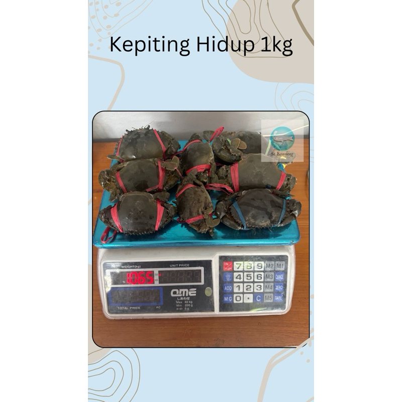 

Kepiting Hidup,beku segar 1kg