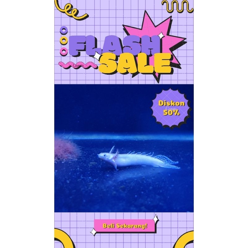 Palmas Poli Platinum Pure 100% 6-8CM #PromoSpecial
