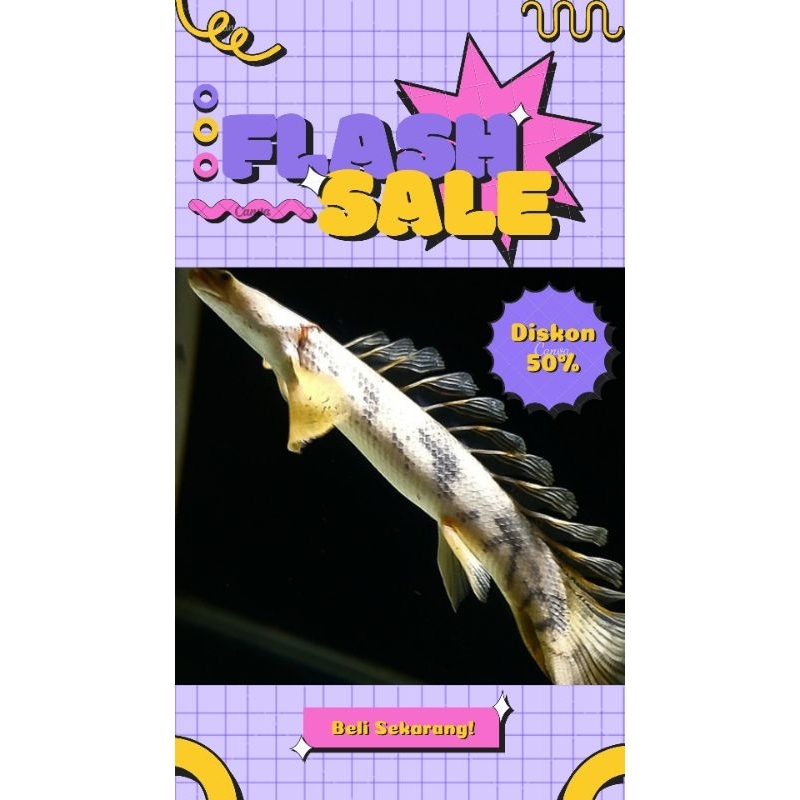 Palmas EndliCheri Slayer Long Pin Grade A 18-20CM #PromoSpecial