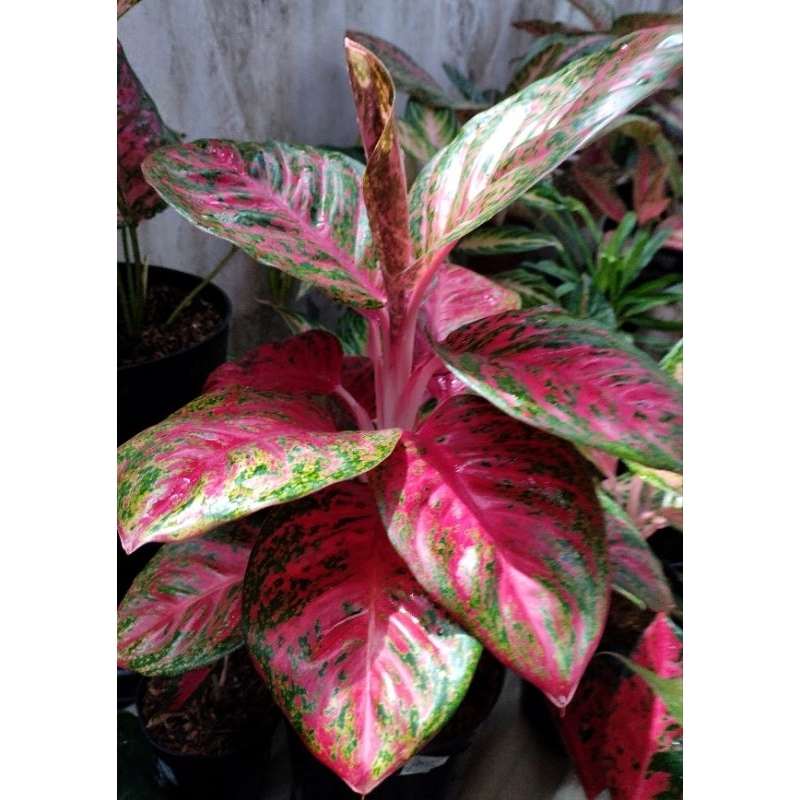 Aglaonema Wulandari