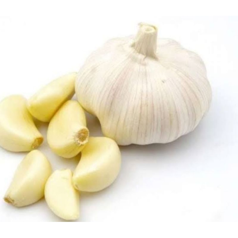 

bawang putih biasa
