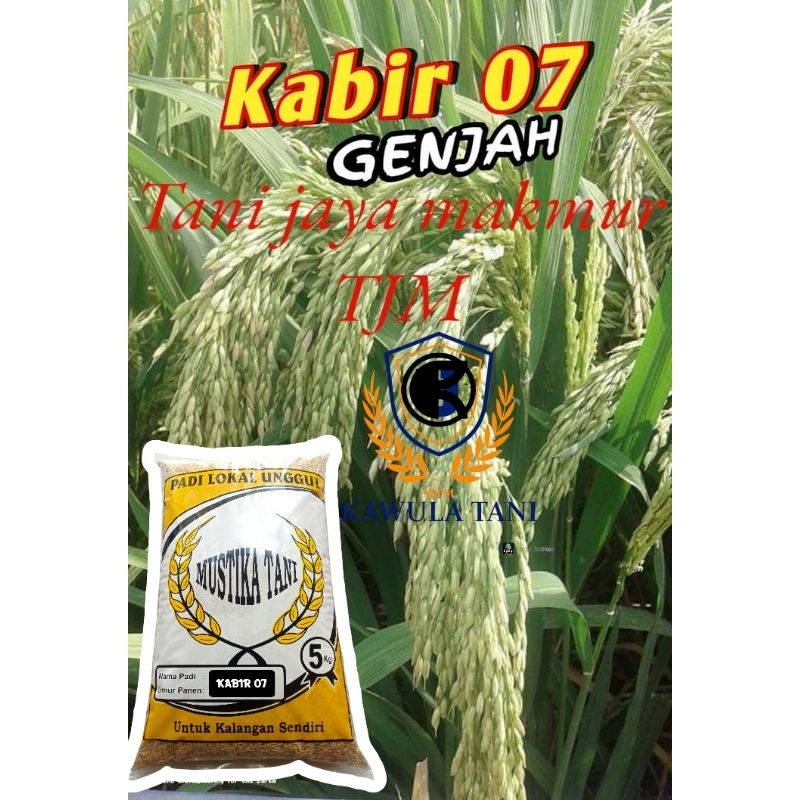 Benih padi terlaris Kabir 07 5kg