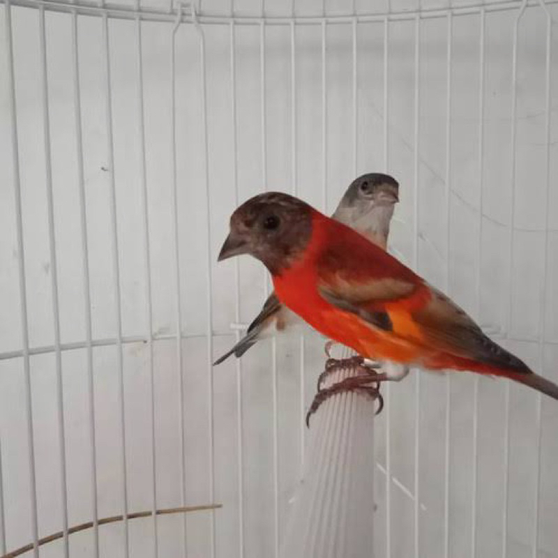 burung red siskin dilute jantan pilihan