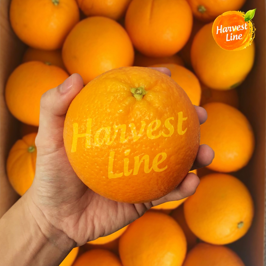 

BUAH JERUK NAVEL IMPORT 1 KG [HARVEST LINE]