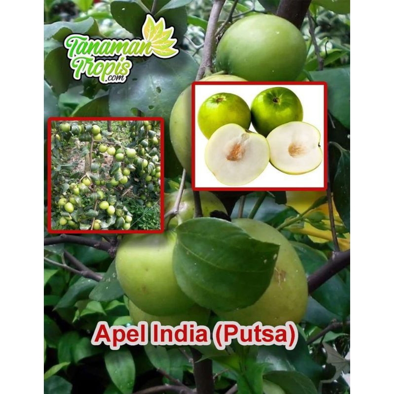 APEL FUTSA/BIBIT BUAH APEL