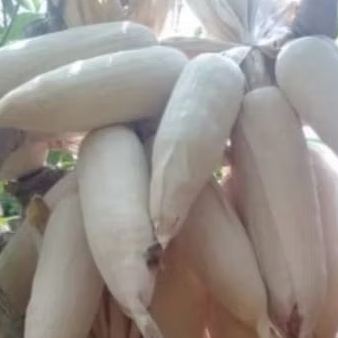 

jagung utuh, jagung tua utuh masih ada kulit, untuk backdrop, hiasan, acara, dll perbuah