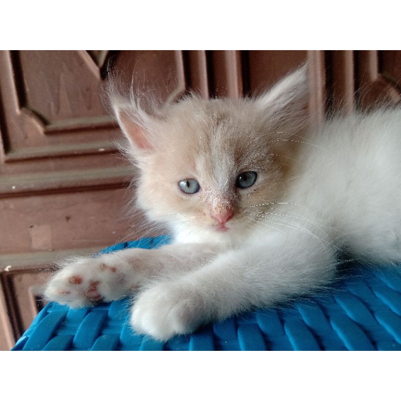 Kucing Anggora mix Persia kitten rambut panjang