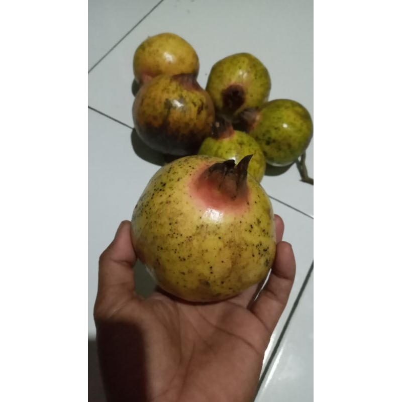 

BUAH DELIMA LOKAL DIJUAL SATUAN