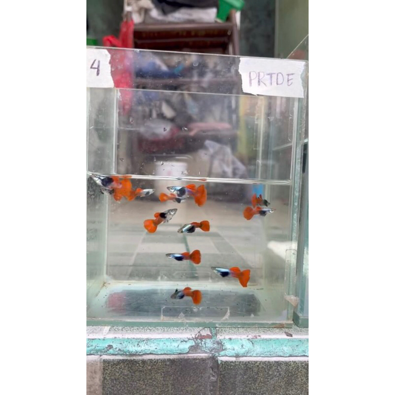guppy PRTDE