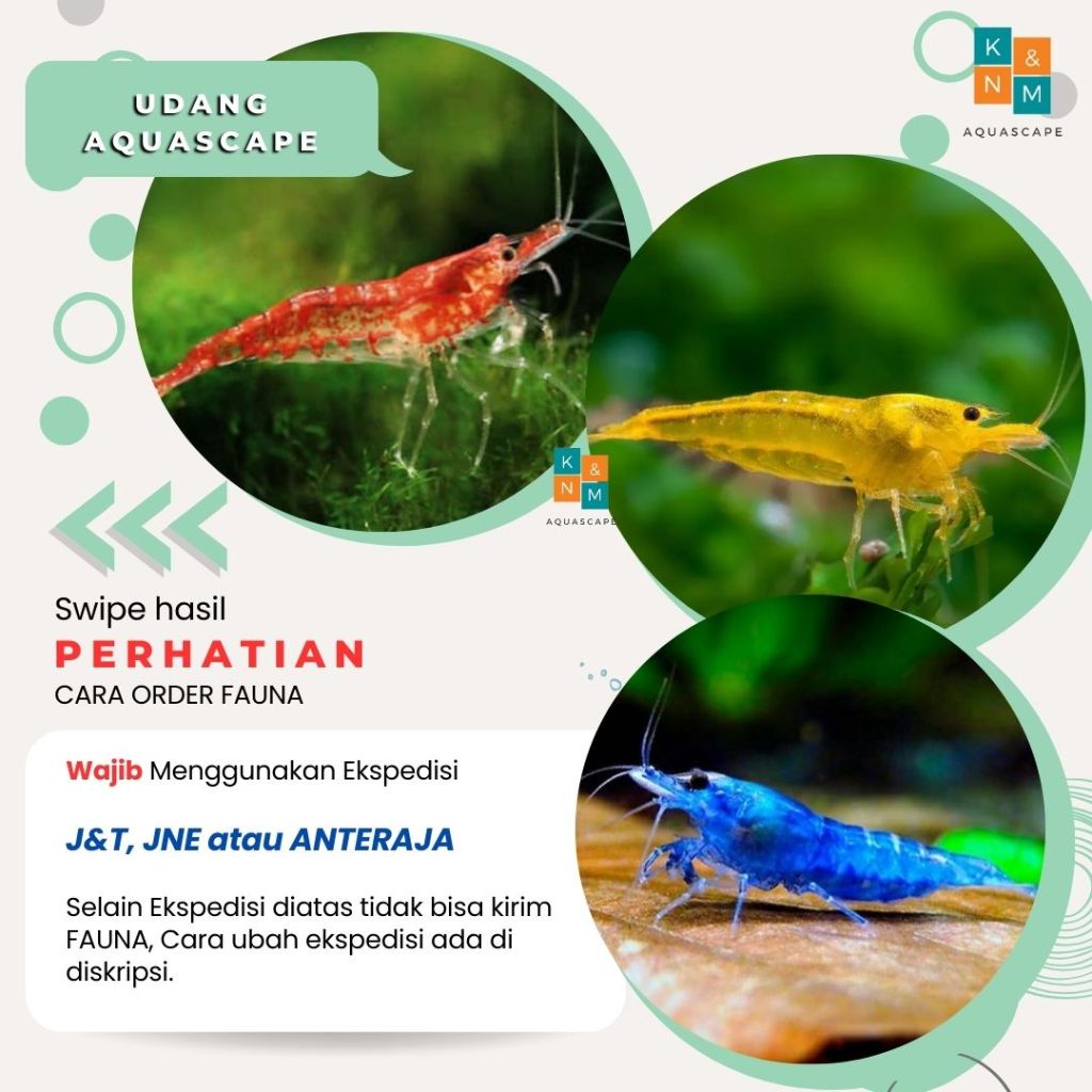 Udang Hias RCS Red Chery Yellow Fire Blue Diamond Black Coco Bloody Marry Ornamen Aquascape Aquarium