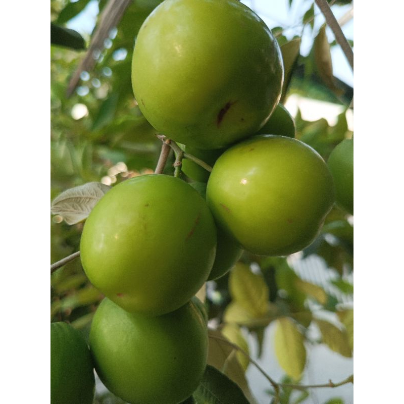 

Buah Bidara Apel Futsa India 50 gram.