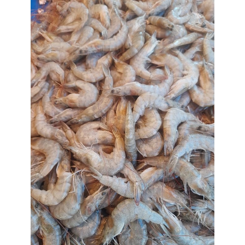 

udang segar besar 1 kg