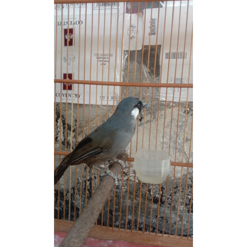 burung Poksay Hongkong gacor