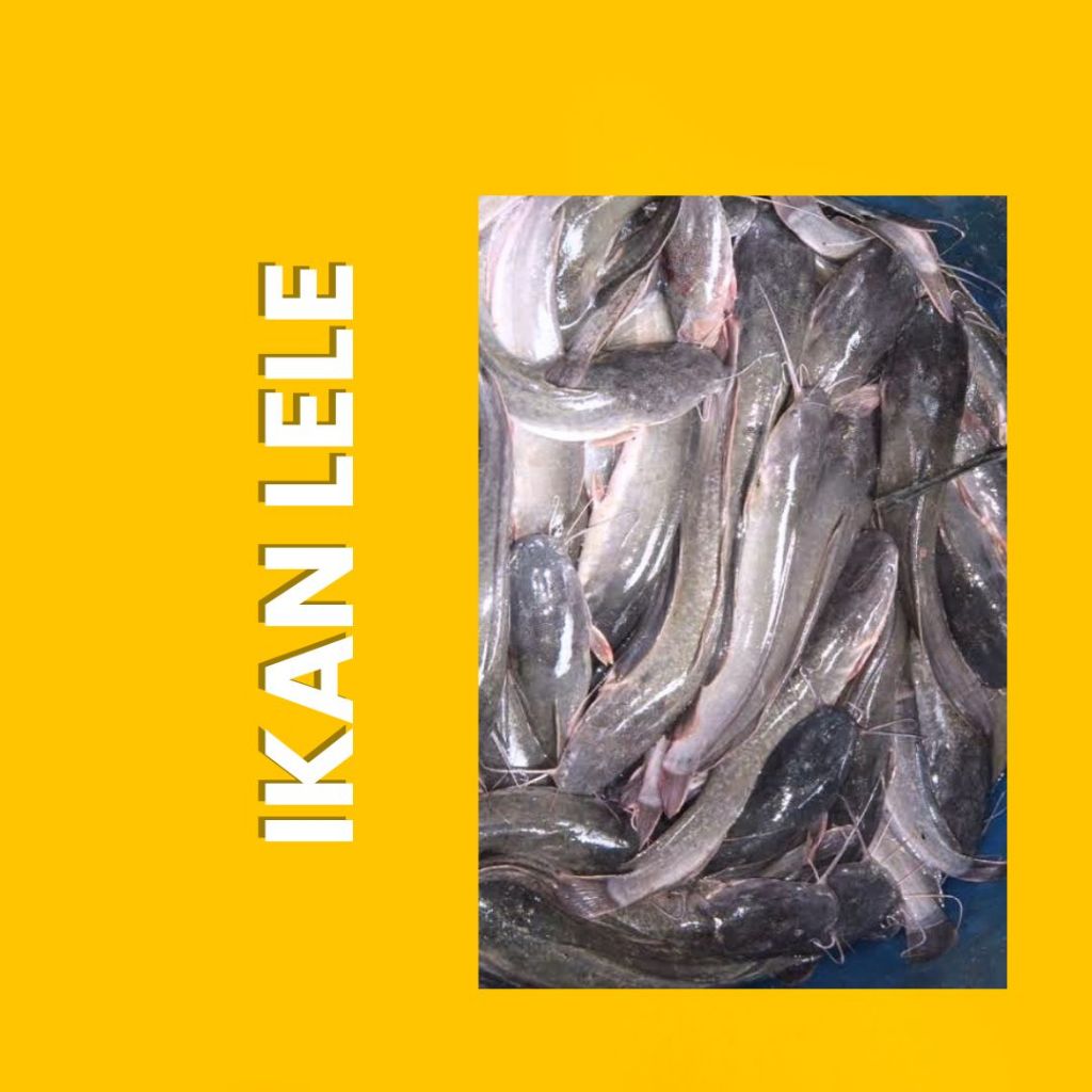 

nitipgeh Ikan Lele Segar Fresh 1kg