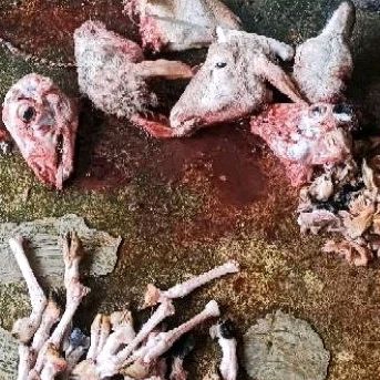 

kepala kambing utuh belum dikerok plus 4 kaki