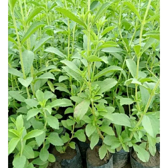 KF7 Bibit Tanaman Stevia pohon Stevia Daun Stevia Tanaman Daun stevia manis