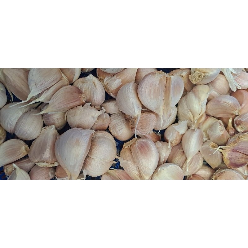 

BAWANG KATING MURAH 500G DAN 1KG