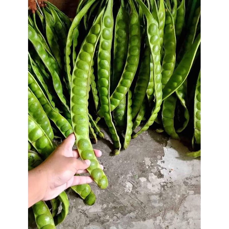 

Petai Fresh 1 ikat Isi 10 Papan