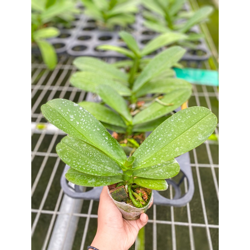 Anggrek Bulan Remaja