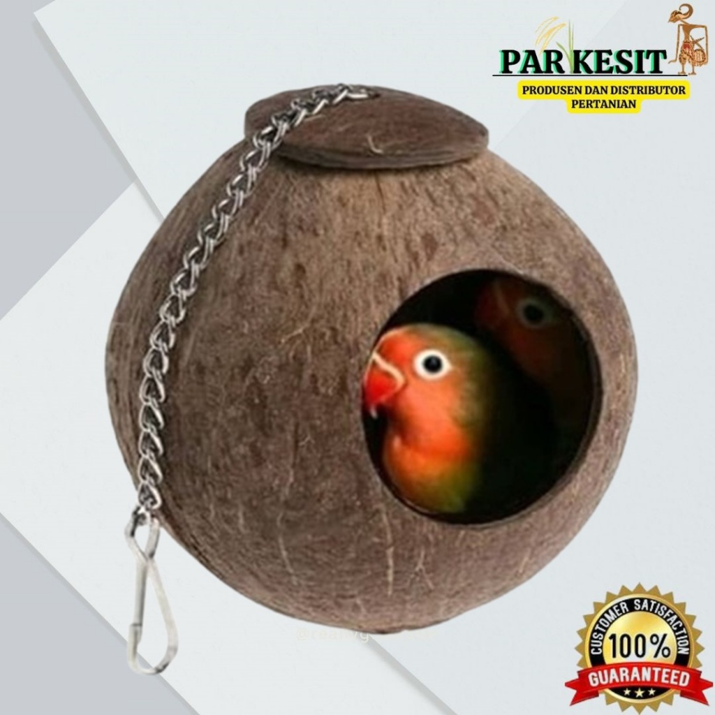 Glodok Batok Glodok Burung Lovebird