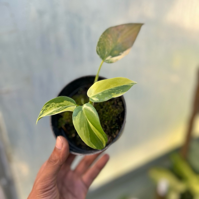 philodendron violin variegata real pict