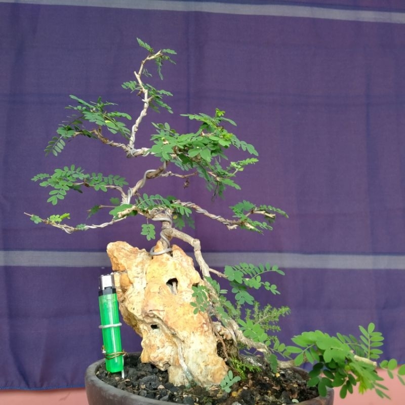 POHON BONSAI ASEM SARAF OTR