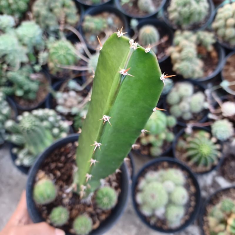 Kaktus Triangle Rootstock