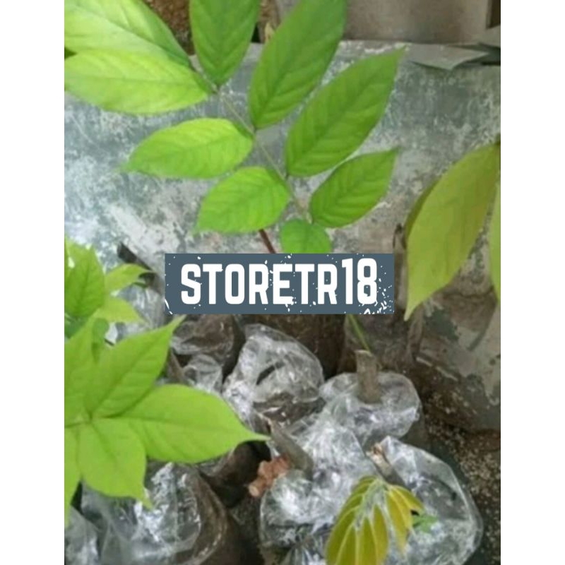 Paket Bibit Akar Tuba Bibit Tuba Siap Tanam