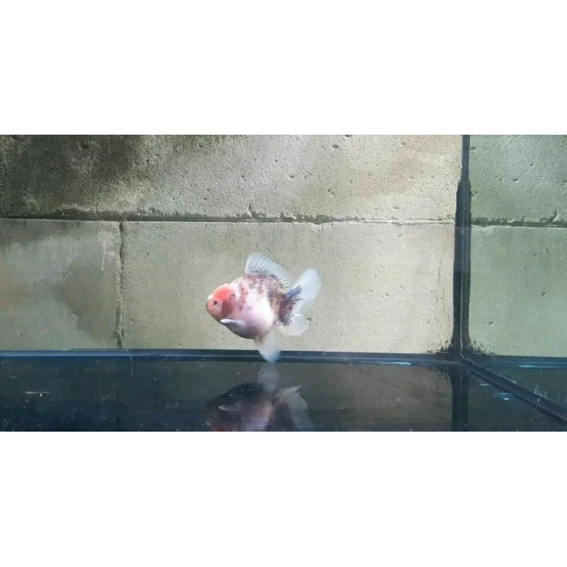 Mas Koki Oranda Calico