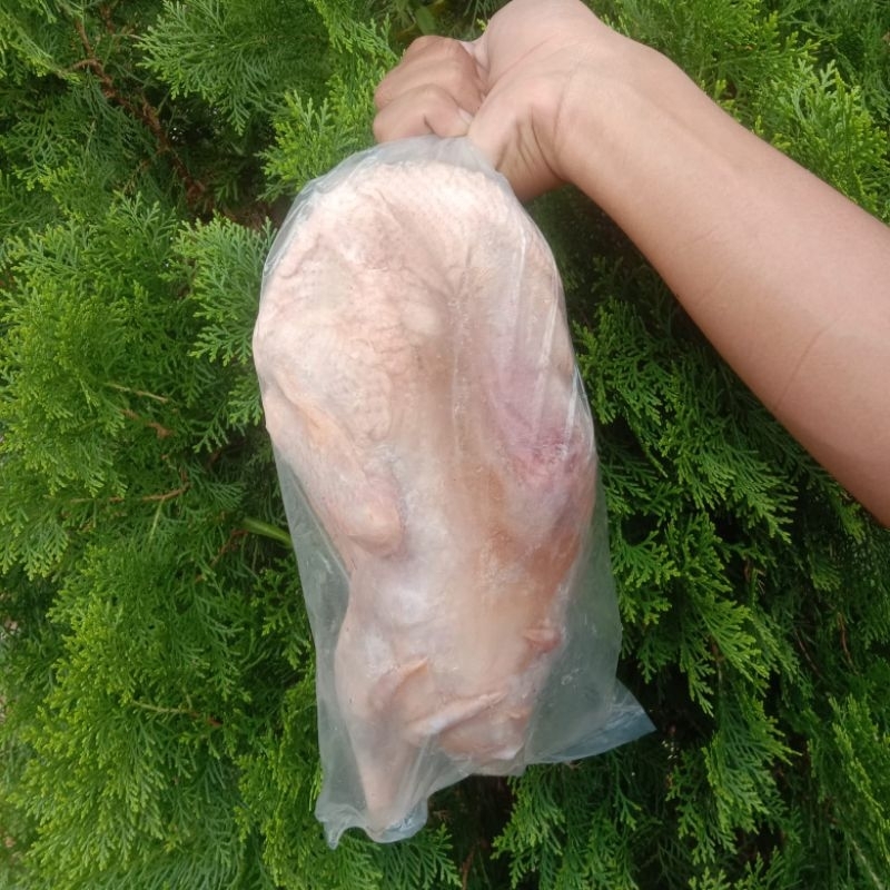 

Amanta Segar Bogor | Daging Bebek Premium Freshly Frozen Beku Utuh 1 Kg Amanta Segar