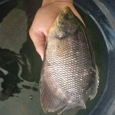 Bibit ikan Gurame Soang ukuran 5 jari calon indukan murah berkualitas