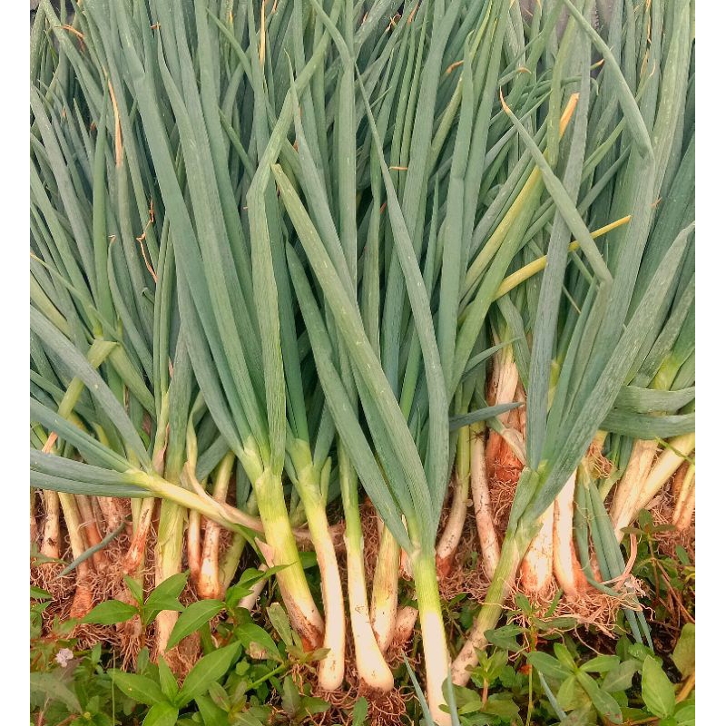 

DAUN BAWANG/BAKUNG/PENYEDAP MASAK